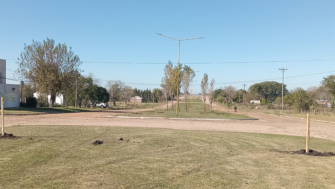 Los árboles nativos ofrecen beneficios para la purificación del aire, la absorción de calor, la protección contra la erosión del suelo, entre otras bondades.