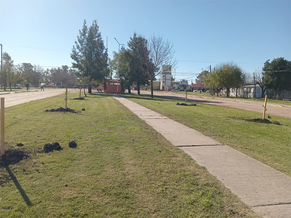 El arbolado urbano con especies nativas es clave para mejorar la calidad de vida, el ambiente y la sostenibilidad de las ciudades.