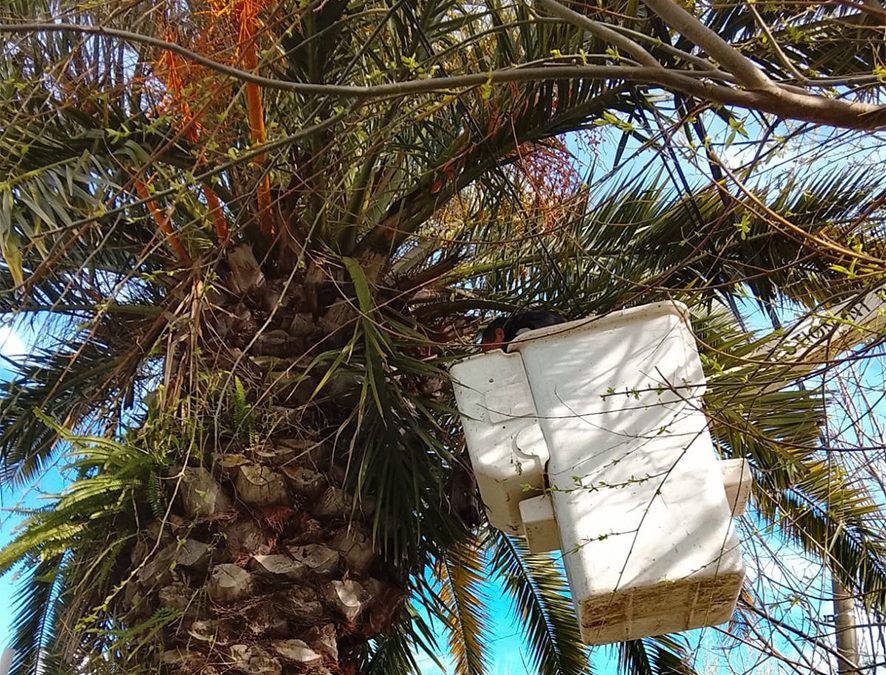 Se activó el plan de contingencia por el Picudo Rojo, plaga que ataca las palmeras